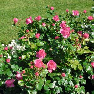 Rosa - Hybriden Leonardo Da Vinci