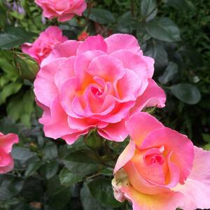 Rosa 'Pink Paradise®'