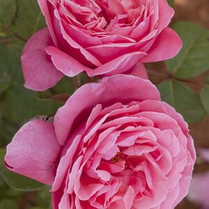 Rosa 'Sweet Perfumella'
