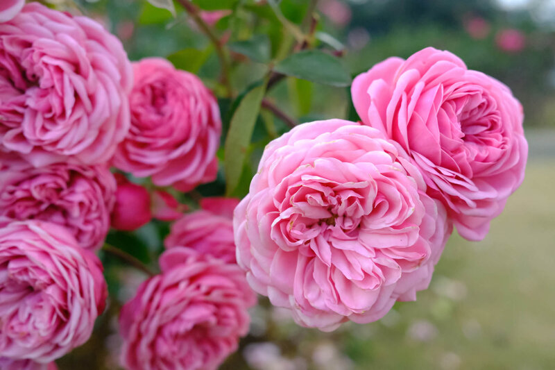 Rosa 'Gertrude Jekyll®'