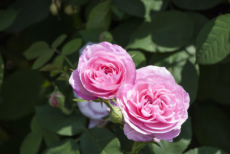 Rosa 'Gertrude Jekyll®'