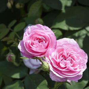 Rosa 'Gertrude Jekyll®'