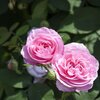 Rosa 'Gertrude Jekyll®'