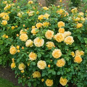 Rosa 'Golden Celebration'