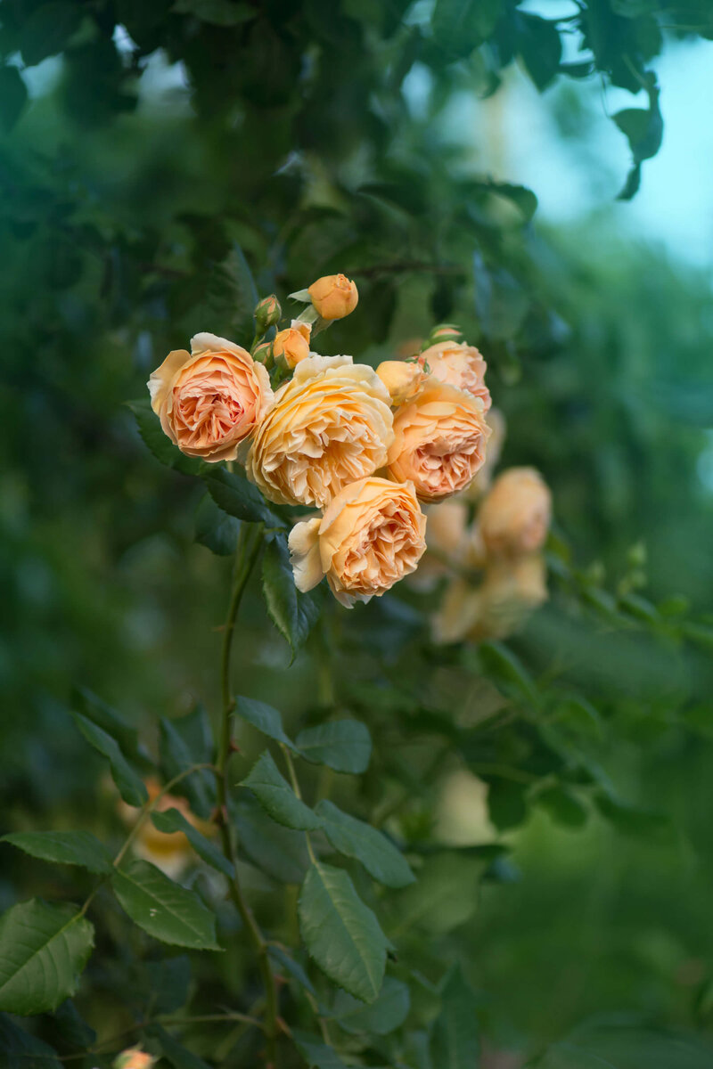 Rosa 'Lady of Shalott'