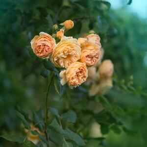 Rosa 'Lady of Shalott'
