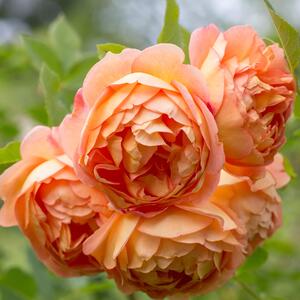 Rosa 'Lady of Shalott'