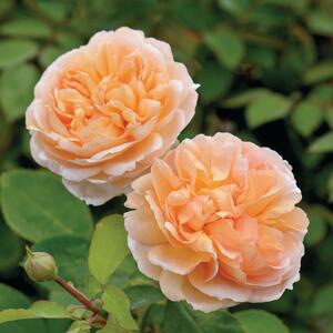 Rosa 'The Lady Gardener®'