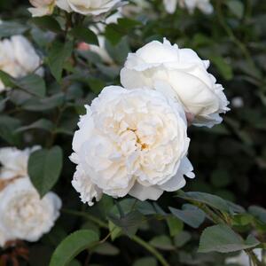 Rosa 'Winchester Cathedral®'