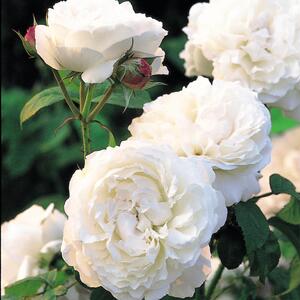 Rosa 'Winchester Cathedral®'