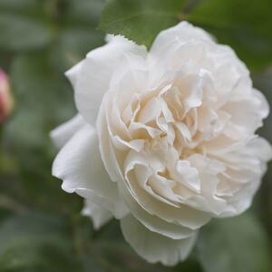 Rosa 'Winchester Cathedral®'