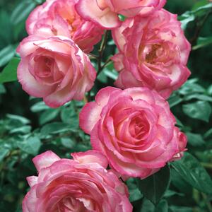 Rosa 'Harlekin'