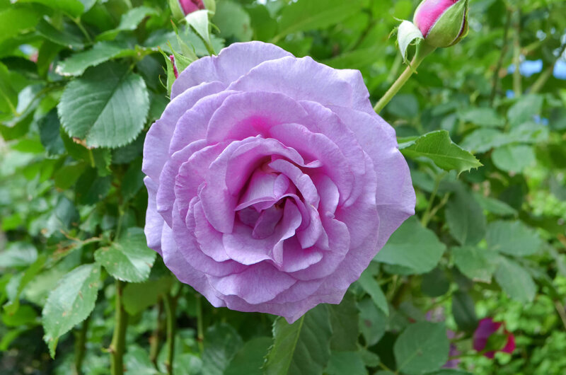Rosa 'Lady Perfume'