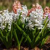 Hyacinthus orientalis Trio