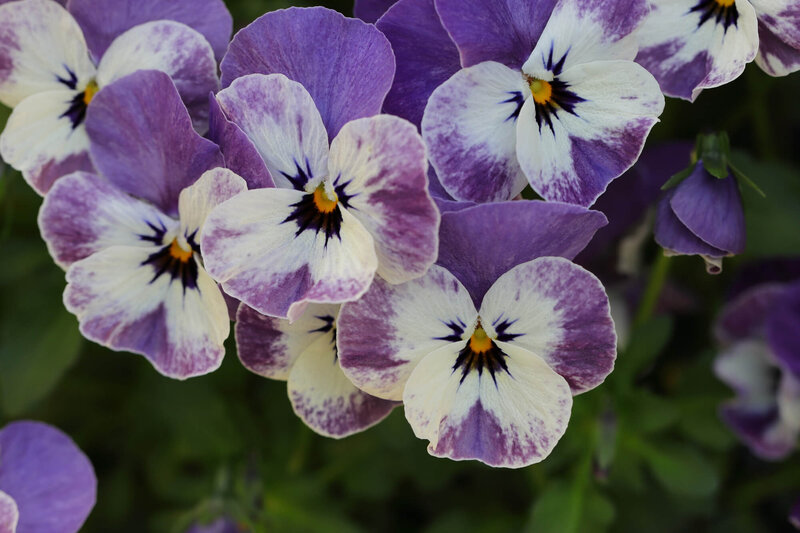 Viola cornuta