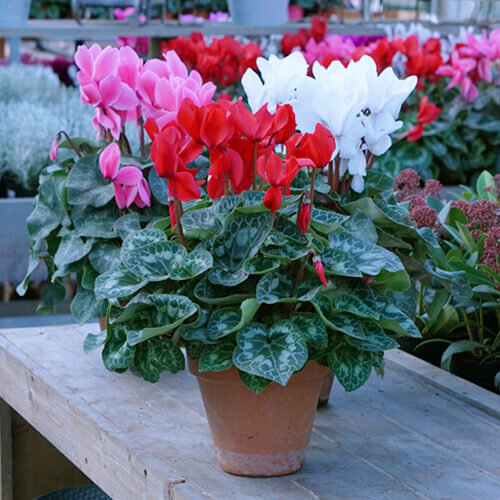 Cyclamen persicum