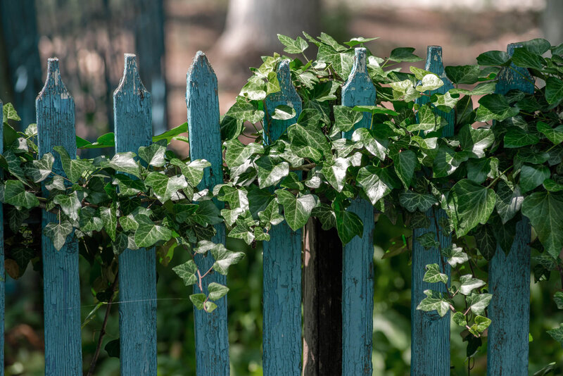 Hedera helix  'House & Garden' 