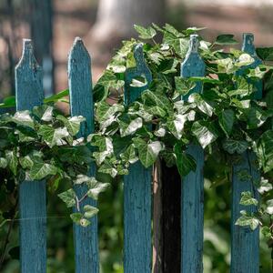 Hedera helix  'House & Garden'