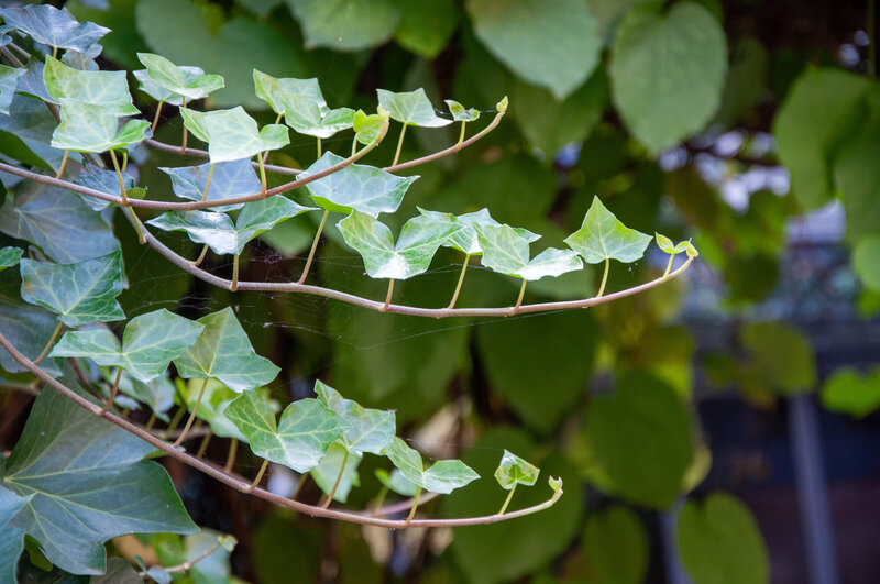 Hedera helix  'House & Garden' 