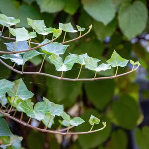 Hedera helix  'House & Garden'