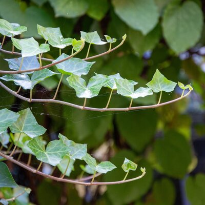 Hedera helix  'House & Garden' 