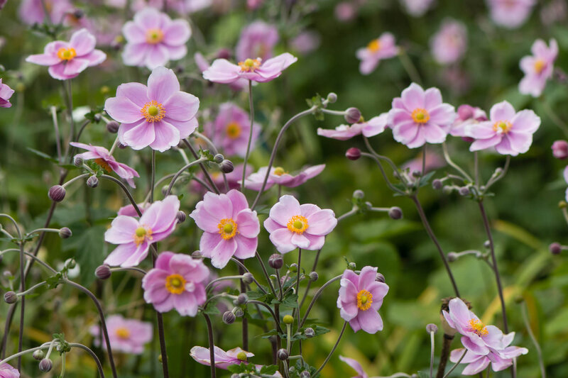 Anemone hupehensis