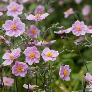 Anemone hupehensis