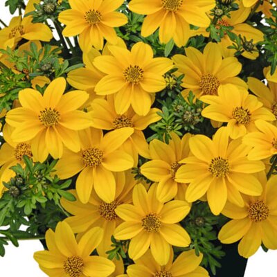 Bidens ferulifolia 'Sweetie'