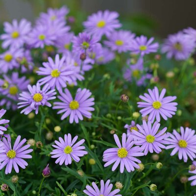 Brachyscome multifida