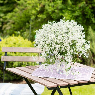 Euphorbia hypericifolia 'Diamond Frost'
