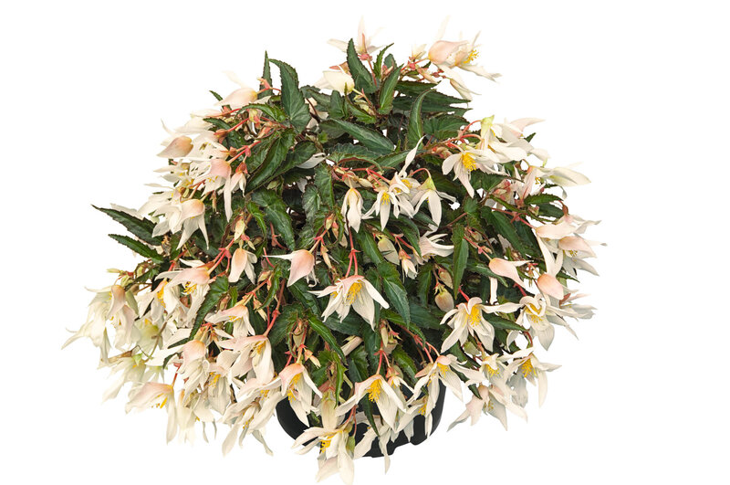Begonia tuberhybrida Summerwings