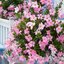 rosa Dipladenia sanderiana Sundaville
