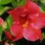 rot Dipladenia sanderiana Sundaville