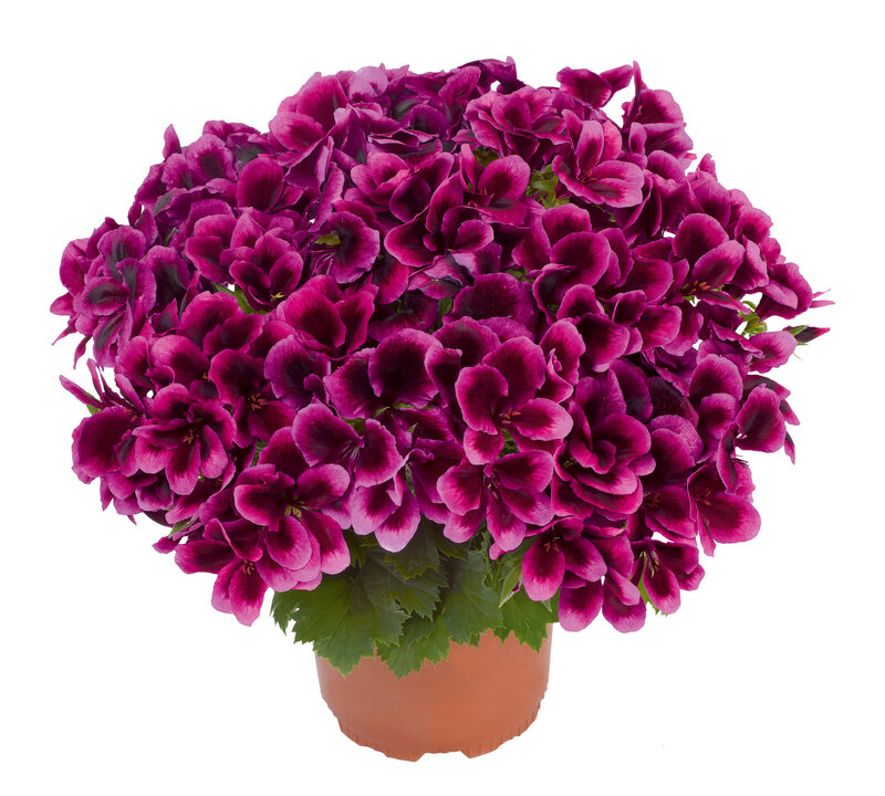 Pelargonium grandiflorum