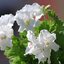 weiss Pelargonium grandiflorum