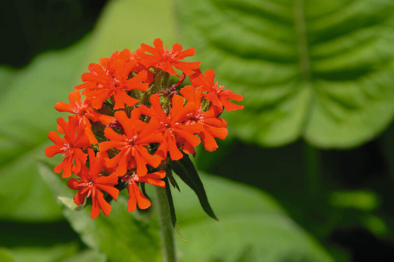 Lychnis chalcedonica