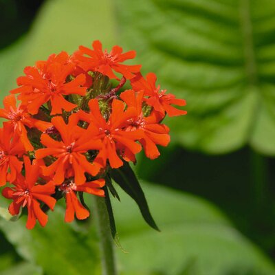 Lychnis chalcedonica