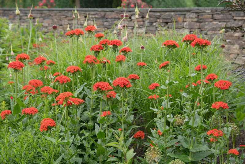 Lychnis chalcedonica