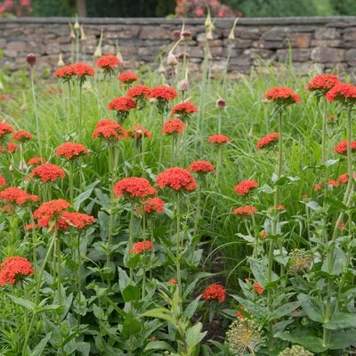 Lychnis chalcedonica