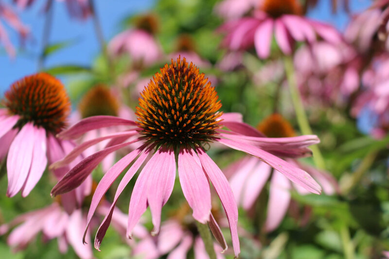 Echinacea pallida