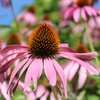 Echinacea pallida