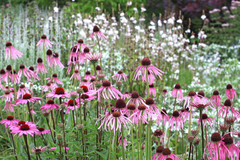 Echinacea pallida