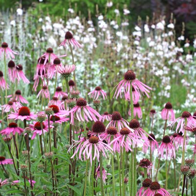 Echinacea pallida