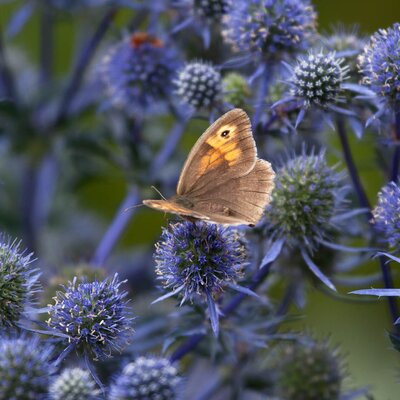 Eryngium planum