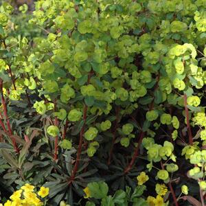 Euphorbia amygdaloides Purpurea