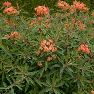 Euphorbia griffithii Fireglow