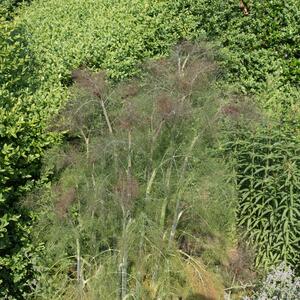 Foeniculum vulgare Atropurpureum