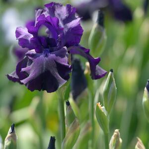 Iris x barbata-elatior Superstition