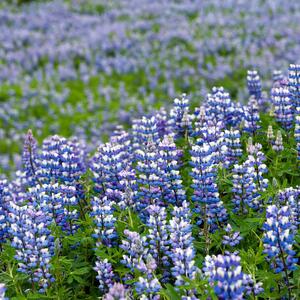 Lupinus Polyphyllus - Hybriden Kastellan