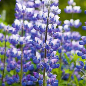 Lupinus Polyphyllus - Hybriden Kastellan